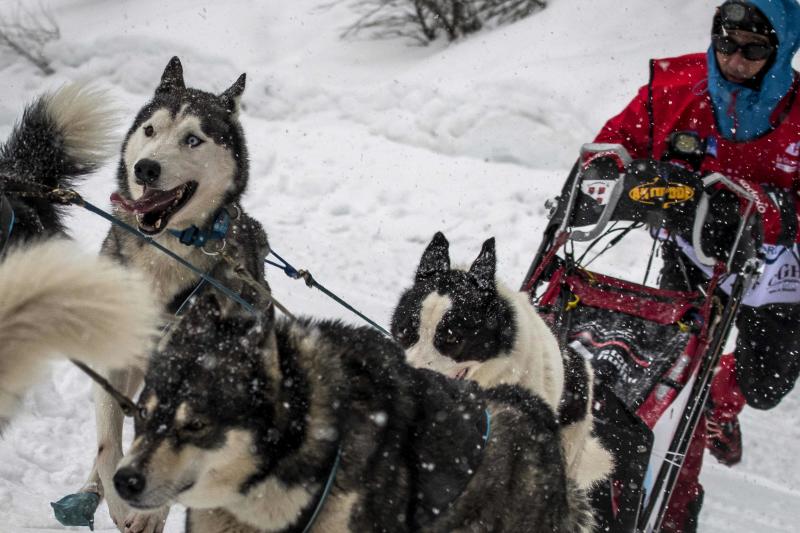 La Grand Odyssee es una carrera internacional de trineos tirados por perros, que discurre a lo largo de 1000 kilómetros entre los alpes suizos y franceses. En la prueba, que tiene una duración de dos semanas, compiten trineos arrastrados por hasta 14 perros de diferentes razas, con experiencia en largas y medias distancias, y se atraviesan más de veinte estaciones de esquí. Un equipo de veterinarios se ocupa de controlar la salud de los animales a lo largo de la competición. Algunos incluso llevan pequeñas botas para proteger sus patas del frío.