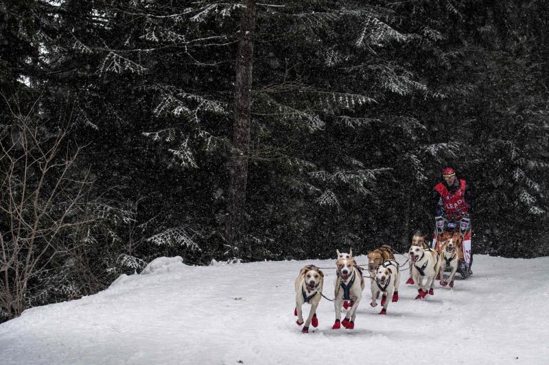 La Grand Odyssee es una carrera internacional de trineos tirados por perros, que discurre a lo largo de 1000 kilómetros entre los alpes suizos y franceses. En la prueba, que tiene una duración de dos semanas, compiten trineos arrastrados por hasta 14 perros de diferentes razas, con experiencia en largas y medias distancias, y se atraviesan más de veinte estaciones de esquí. Un equipo de veterinarios se ocupa de controlar la salud de los animales a lo largo de la competición. Algunos incluso llevan pequeñas botas para proteger sus patas del frío.