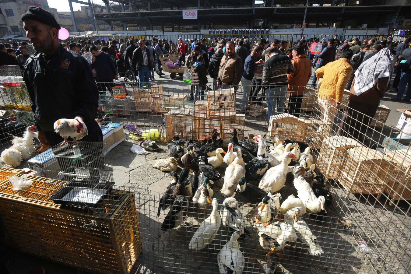 Mercado de animales en Bagdad