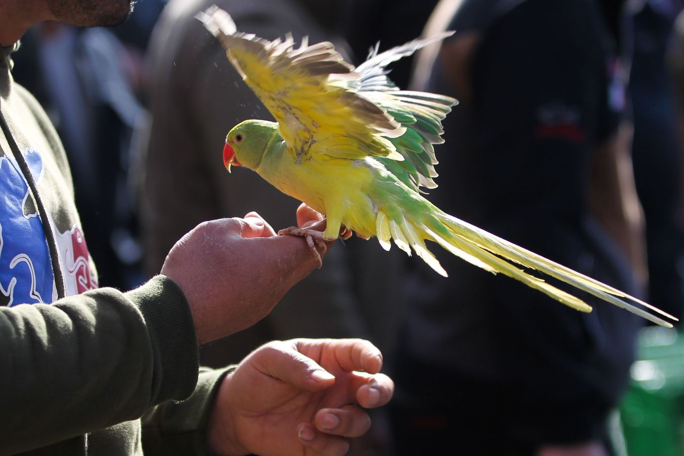 Mercado de animales en Bagdad