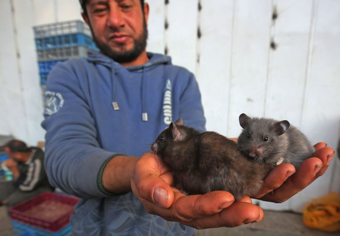 Mercado de animales en Bagdad