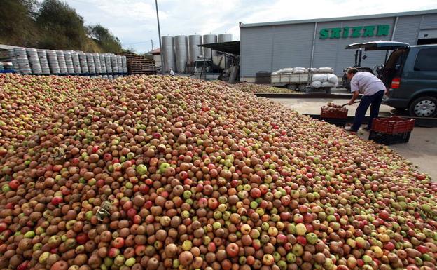 Manzanas de sidra en una explotación de Usurbil.