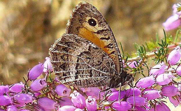 'Mariposa' hitzak euskal jatorria duela uste du Oskar Alegriak.