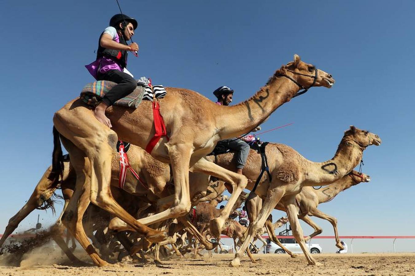 Durante el festival de camellos de Abu Dhabi, se celebra una importante carrera donde los jorobados son los protagonistas del hipódromo de Shweihan en al-Ain.