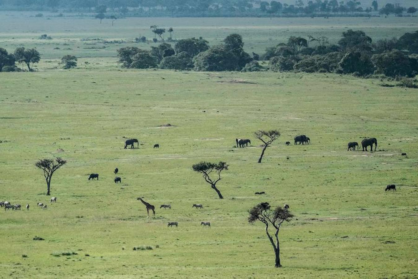 Masái Mara es una reserva natural nacional situada al sudoeste de Kenia, en el condado de Narok. En un área de 1510 metros cuadrados se pueden encontrar un sinfín de especies animales, entre ellos leones, leopardos y elefantes africanos.