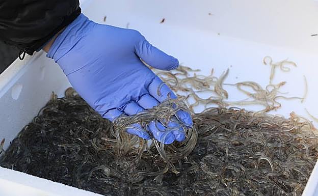 Galería. Las angulas decomisadas