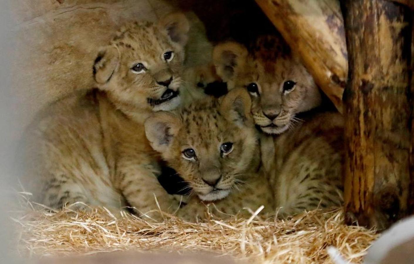 Tres cachorros de león descansan juntos en sus instalaciones del Zoo de la Ciudad de Leningrado en San Petersburgo. El macho y las dos hembras nacieron el pasado 10 de diciembre.