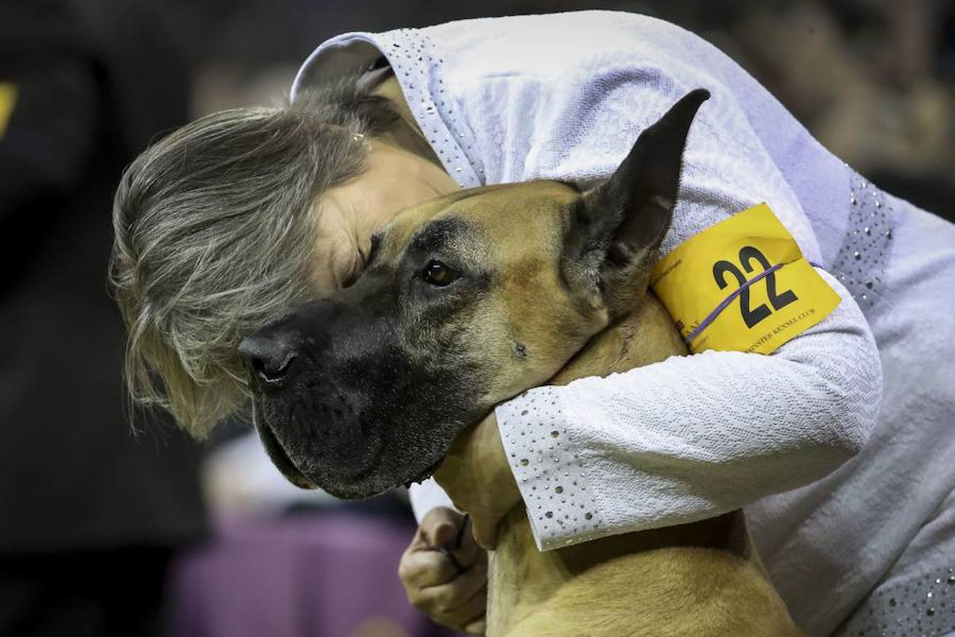 El Bichón Frise Flynn de cinco años ha sido nombrado como 'El mejor del espectáculo' en la 142 edición del 'Westminister Dog Show' en Nueva York. Han sido muchos los dueños que han llevado a sus perros para que participen en este popular certamen.