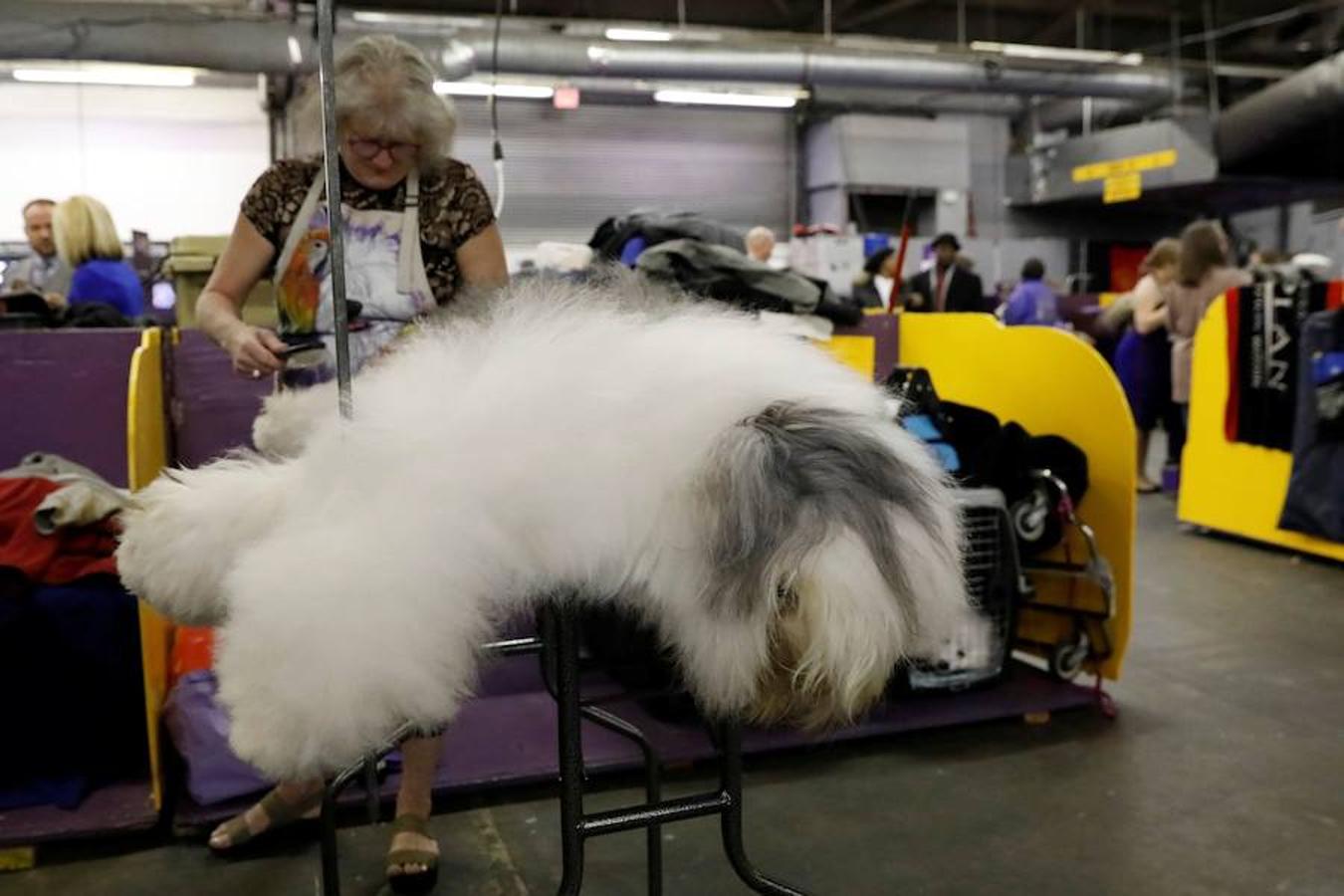 El Bichón Frise Flynn de cinco años ha sido nombrado como 'El mejor del espectáculo' en la 142 edición del 'Westminister Dog Show' en Nueva York. Han sido muchos los dueños que han llevado a sus perros para que participen en este popular certamen.