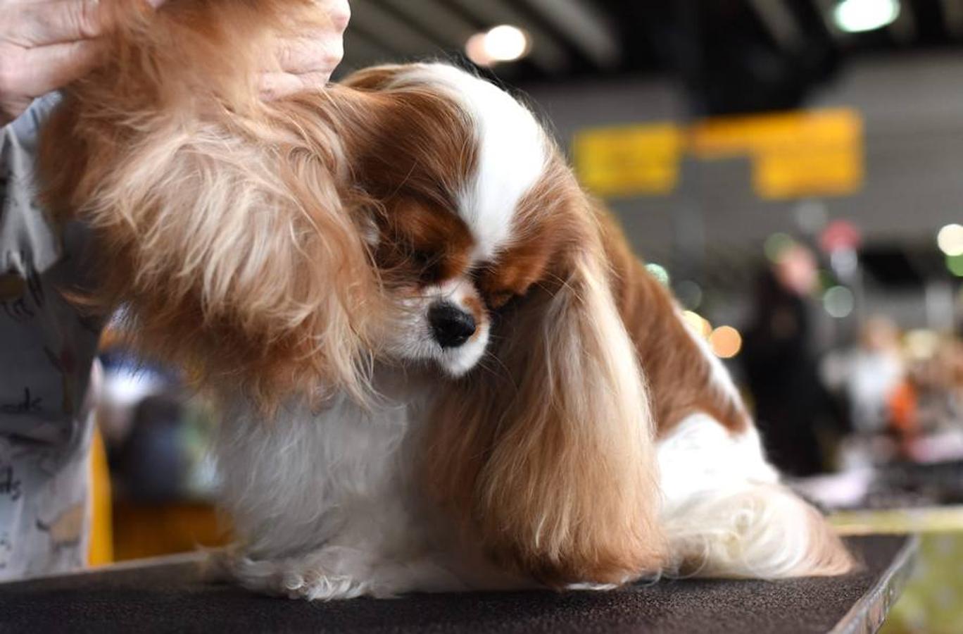 El Bichón Frise Flynn de cinco años ha sido nombrado como 'El mejor del espectáculo' en la 142 edición del 'Westminister Dog Show' en Nueva York. Han sido muchos los dueños que han llevado a sus perros para que participen en este popular certamen.