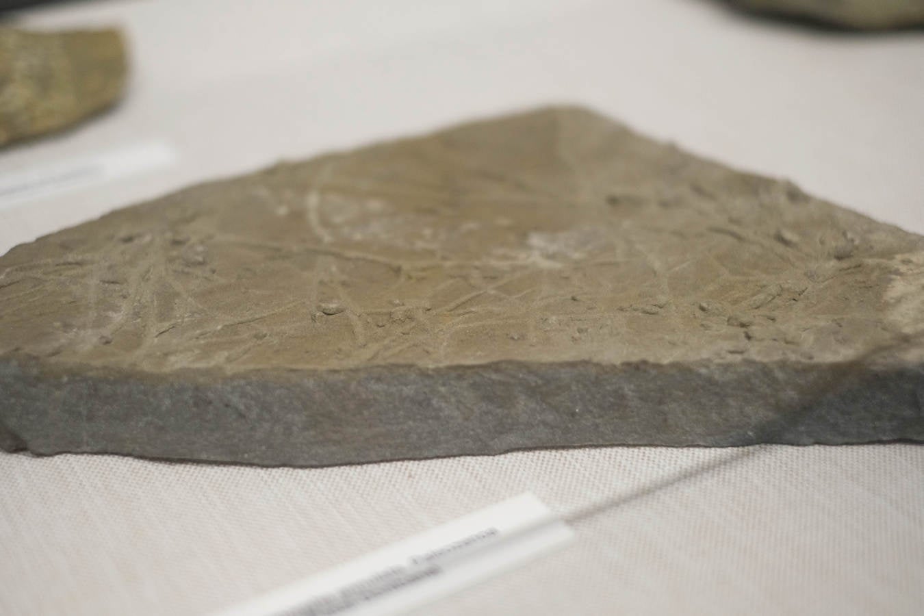 La Sociedad de Ciencias Aranzadi muestra en Hondarribia los hallazgos aparecidos en el monte Jaizkibel, de 8.000 años de antiguedad.