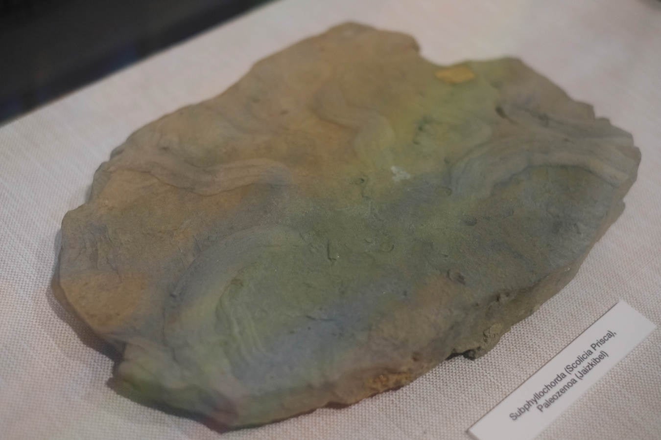 La Sociedad de Ciencias Aranzadi muestra en Hondarribia los hallazgos aparecidos en el monte Jaizkibel, de 8.000 años de antiguedad.