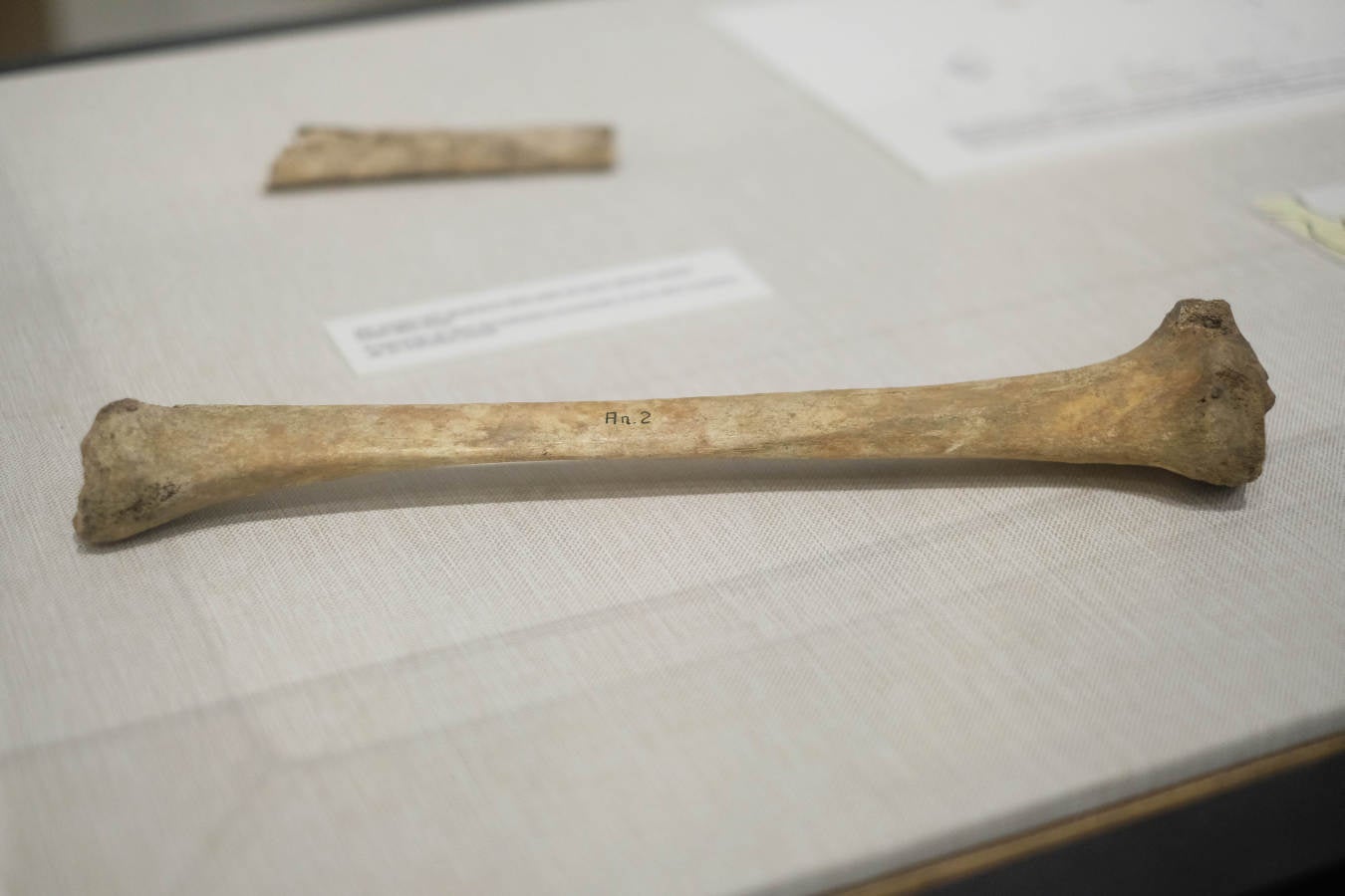 La Sociedad de Ciencias Aranzadi muestra en Hondarribia los hallazgos aparecidos en el monte Jaizkibel, de 8.000 años de antiguedad.