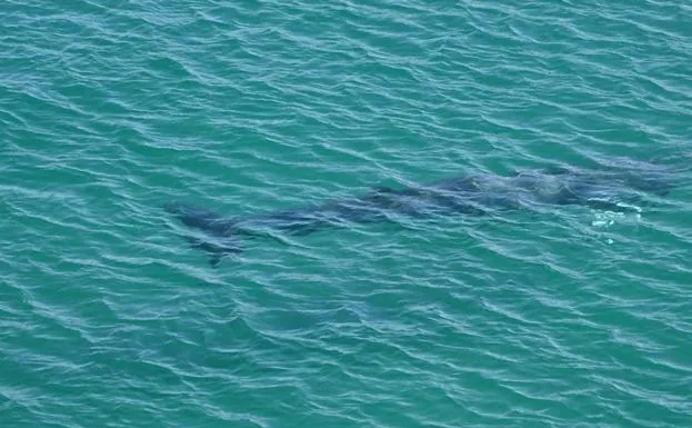 Buscan a los surfistas que salvaron a una cría de ballena varada en Zarautz el pasado noviembre
