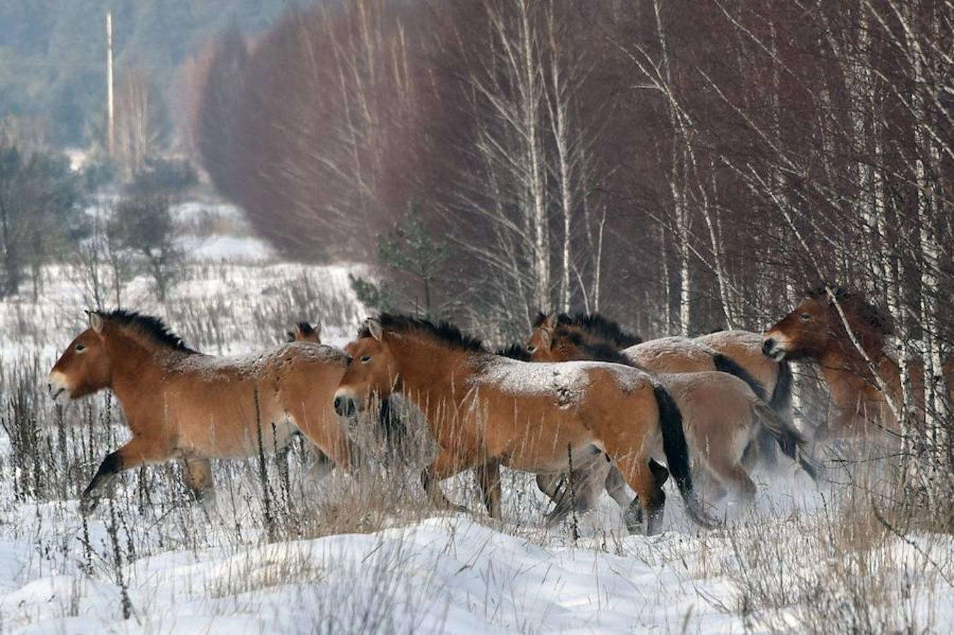 En los campos de la República Checa, los caballos ayudan a hacer aún más bellos los paisajes.