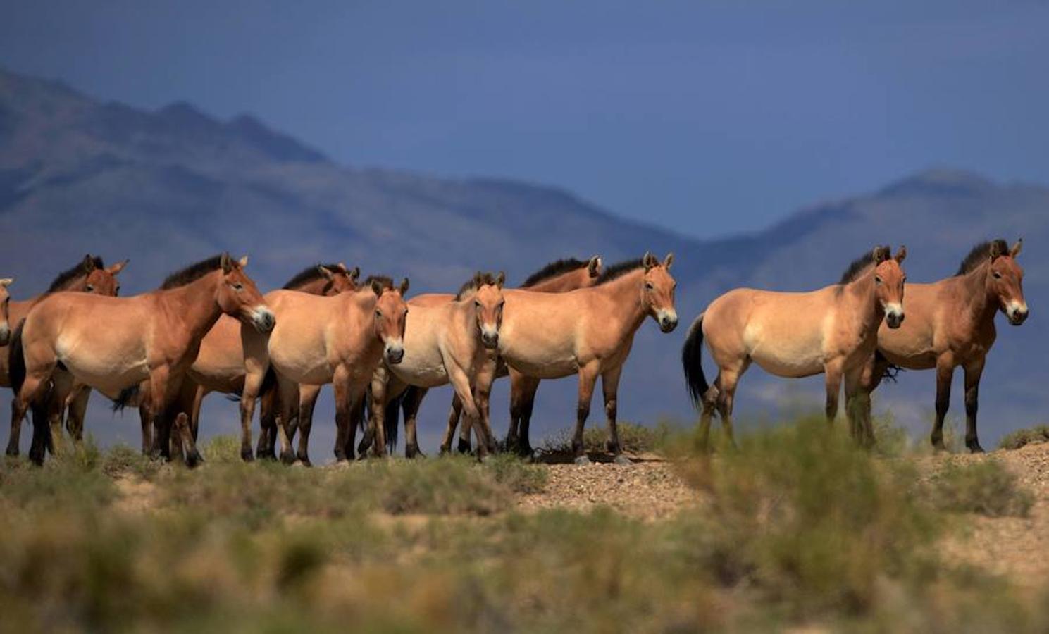 En los campos de la República Checa, los caballos ayudan a hacer aún más bellos los paisajes.