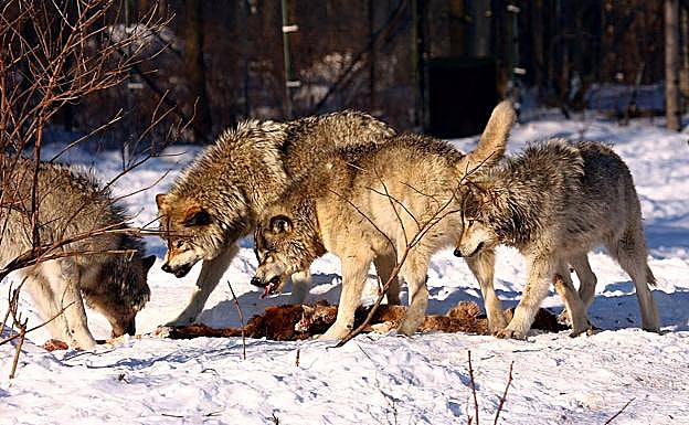 Una manada de lobos se alimenta en Quebec (Canadá).