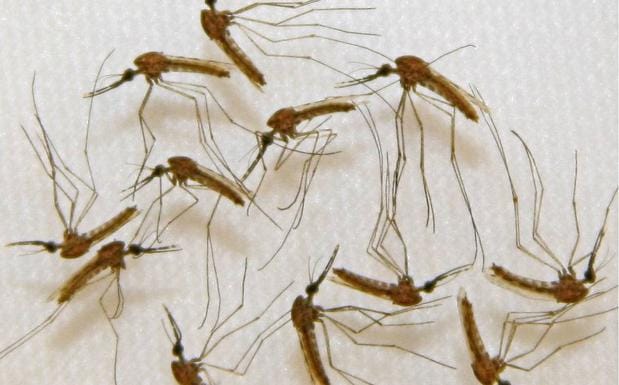Mosquitos infectados de malaria listos para ser dissecionados en unos laboratorios de Maryland. 