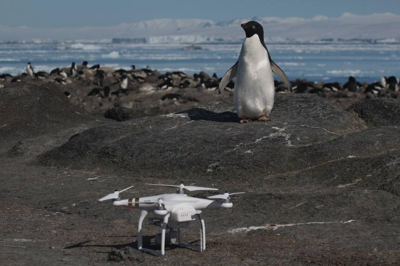 Se han descubierto alrededor de 1,5 millones de pingüinos Adelie en las remotas Islas Danger en el este de la Antártida.