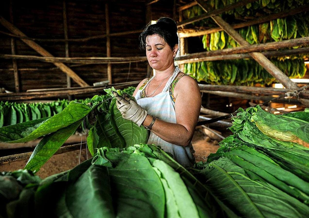 El ocre, el verde y el azul son los colores de la provincia de Pinar del Río, principal productora de tabaco de Cuba, situada en el extremo más occidental de la isla. La región, que goza de un clima y una temperatura que la convierten en un lugar privilegiado para el cultivo del tabaco de mayor calidad, se ha visto afectada en los últimos meses por intensas lluvias, que han dañado el 70 por ciento de las plantaciones de caña y obligado a los productores de tabaco a extender su siembra hasta finales de febrero. A pesar de las dificultades, los vegueros esperan entregar este año más de 32.000 toneladas de hojas a la industria de cigarros y habanos, una producción que ocupa el cuarto puesto en el conjunto del PIB cubano.