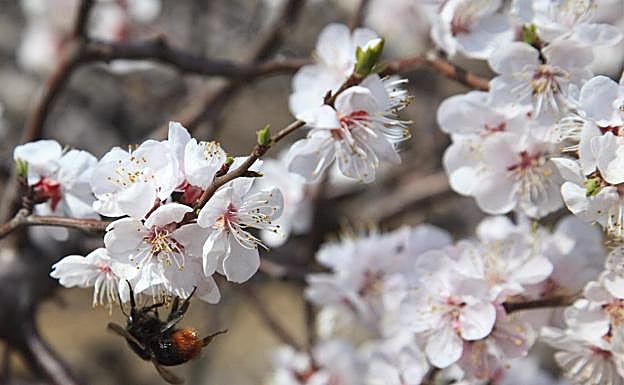 Frutales en flor.