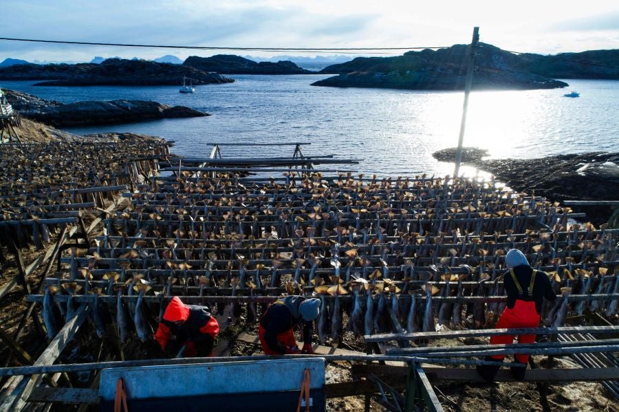 Los pescadores de Henningsvaer, al norte de Noruega, dentro del Círculo Polar Ártico, se jactan de pescar uno de los bacalaos más preciados. Tras pescarlos los cuelgan de altas mesas de madera para dejarlos secar al aire libre durante seis meses.