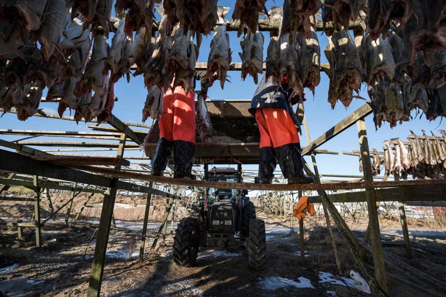 Los pescadores de Henningsvaer, al norte de Noruega, dentro del Círculo Polar Ártico, se jactan de pescar uno de los bacalaos más preciados. Tras pescarlos los cuelgan de altas mesas de madera para dejarlos secar al aire libre durante seis meses.