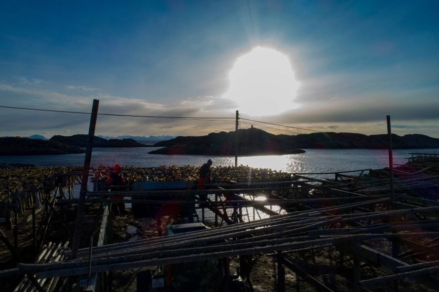 Los pescadores de Henningsvaer, al norte de Noruega, dentro del Círculo Polar Ártico, se jactan de pescar uno de los bacalaos más preciados. Tras pescarlos los cuelgan de altas mesas de madera para dejarlos secar al aire libre durante seis meses.