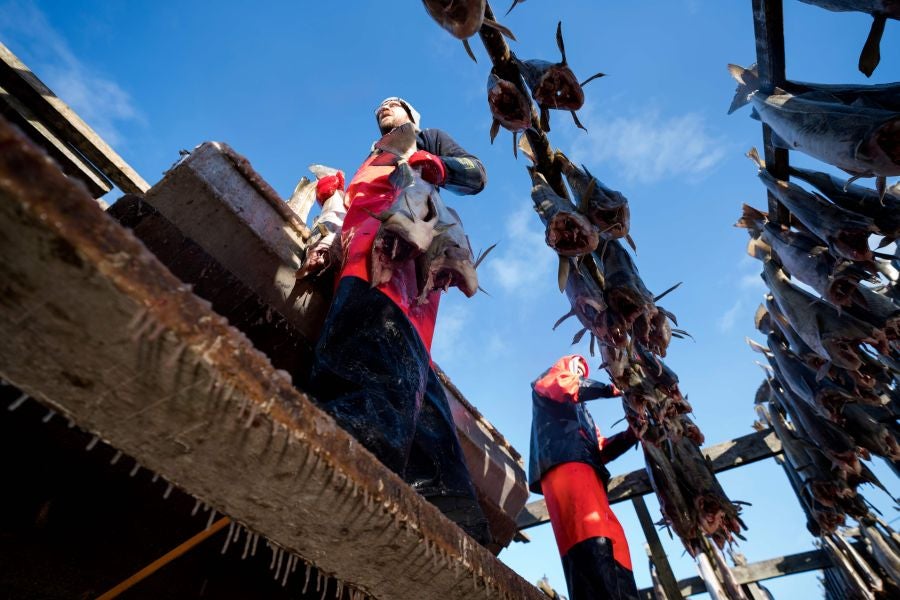 Los pescadores de Henningsvaer, al norte de Noruega, dentro del Círculo Polar Ártico, se jactan de pescar uno de los bacalaos más preciados. Tras pescarlos los cuelgan de altas mesas de madera para dejarlos secar al aire libre durante seis meses.