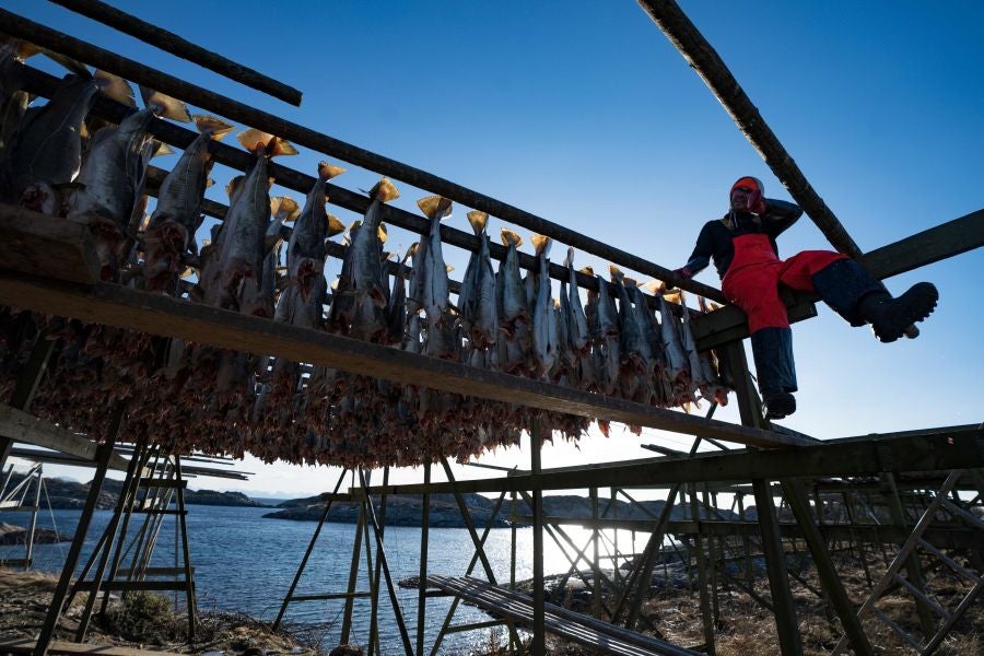 Los pescadores de Henningsvaer, al norte de Noruega, dentro del Círculo Polar Ártico, se jactan de pescar uno de los bacalaos más preciados. Tras pescarlos los cuelgan de altas mesas de madera para dejarlos secar al aire libre durante seis meses.