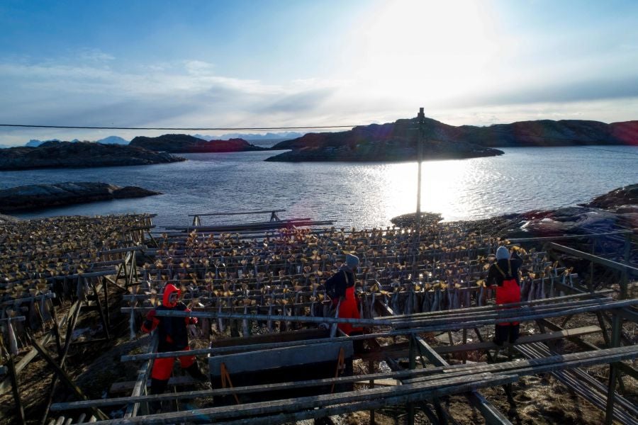 Los pescadores de Henningsvaer, al norte de Noruega, dentro del Círculo Polar Ártico, se jactan de pescar uno de los bacalaos más preciados. Tras pescarlos los cuelgan de altas mesas de madera para dejarlos secar al aire libre durante seis meses.