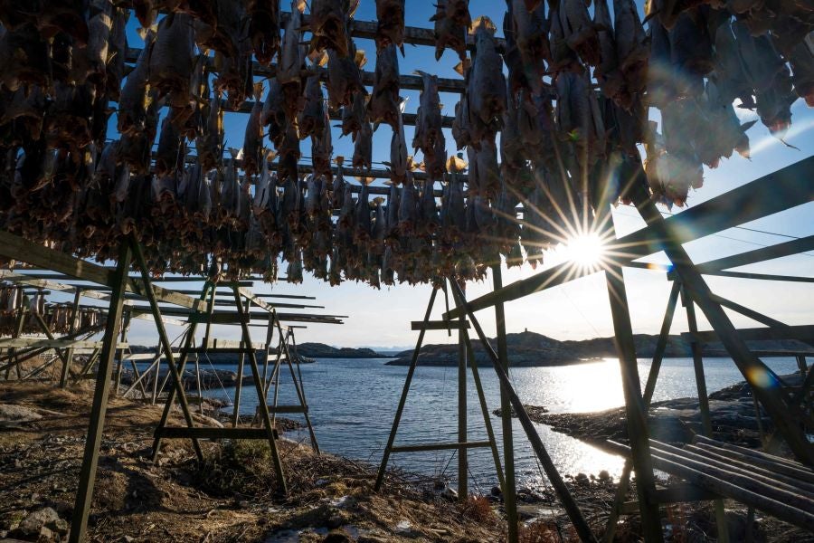 Los pescadores de Henningsvaer, al norte de Noruega, dentro del Círculo Polar Ártico, se jactan de pescar uno de los bacalaos más preciados. Tras pescarlos los cuelgan de altas mesas de madera para dejarlos secar al aire libre durante seis meses.