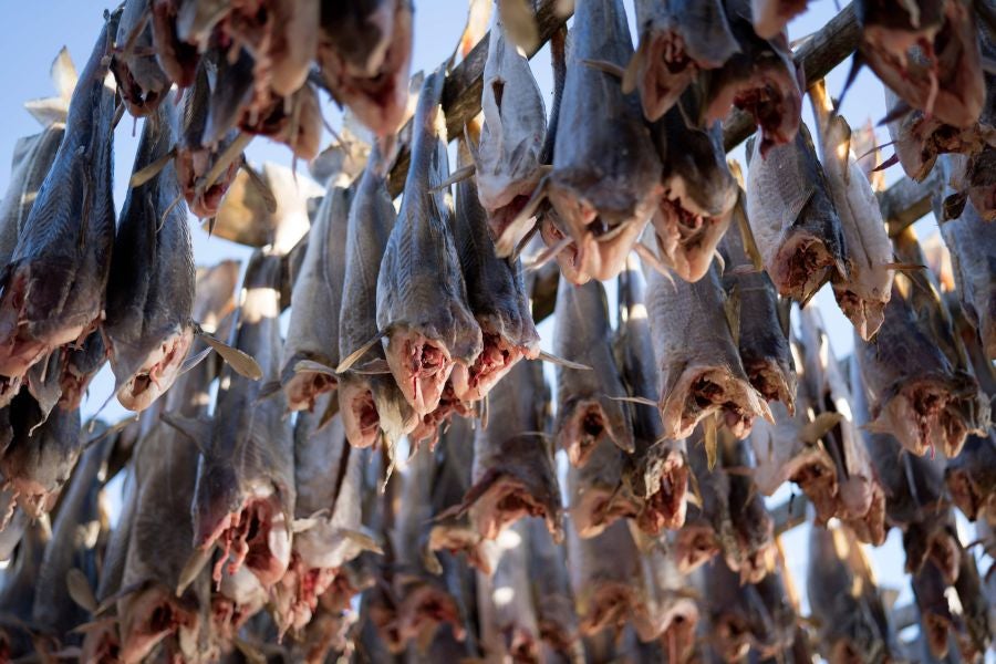 Los pescadores de Henningsvaer, al norte de Noruega, dentro del Círculo Polar Ártico, se jactan de pescar uno de los bacalaos más preciados. Tras pescarlos los cuelgan de altas mesas de madera para dejarlos secar al aire libre durante seis meses.