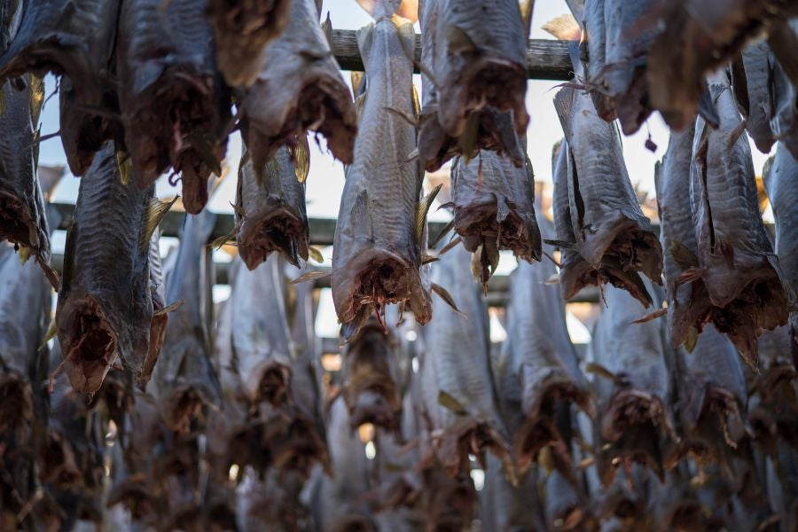 Los pescadores de Henningsvaer, al norte de Noruega, dentro del Círculo Polar Ártico, se jactan de pescar uno de los bacalaos más preciados. Tras pescarlos los cuelgan de altas mesas de madera para dejarlos secar al aire libre durante seis meses.