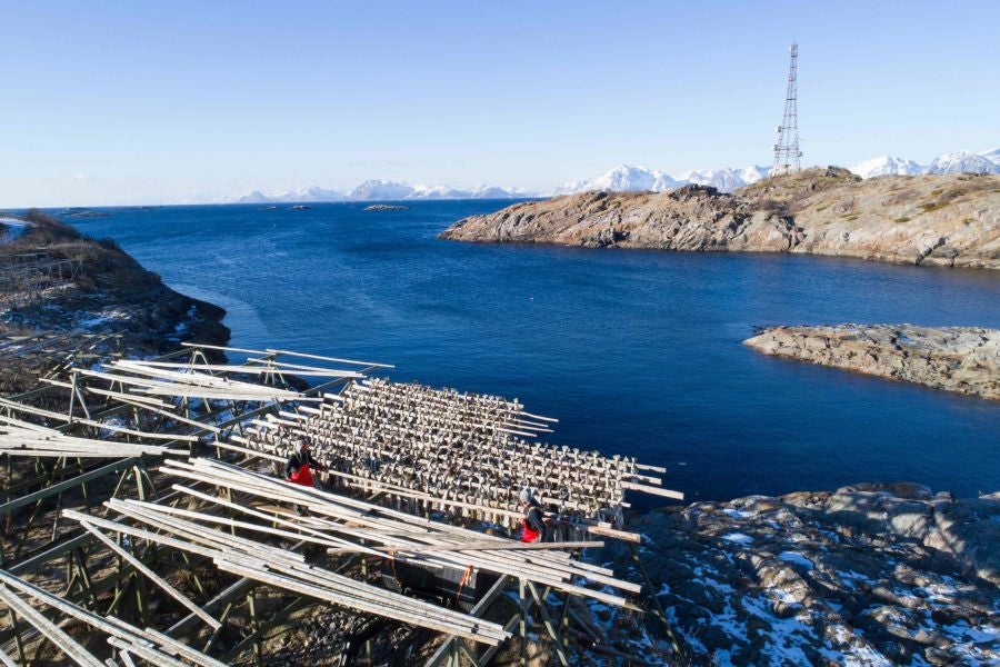 Los pescadores de Henningsvaer, al norte de Noruega, dentro del Círculo Polar Ártico, se jactan de pescar uno de los bacalaos más preciados. Tras pescarlos los cuelgan de altas mesas de madera para dejarlos secar al aire libre durante seis meses.