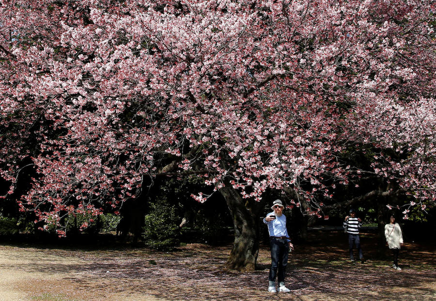 La primavera ha llevado a Tokio y Taiwan con los cerezos en flor, que originan bellas estampas.. 
