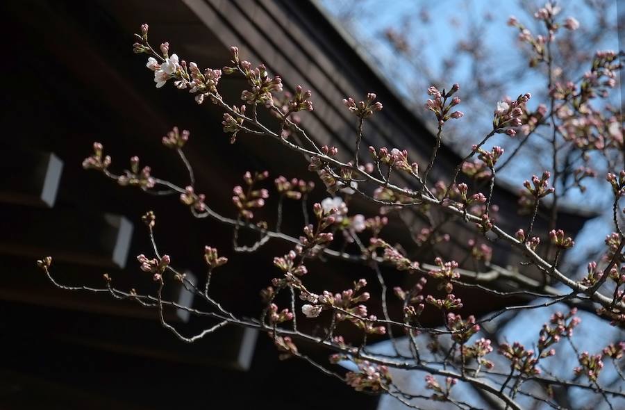 La primavera ha llevado a Tokio y Taiwan con los cerezos en flor, que originan bellas estampas.. 