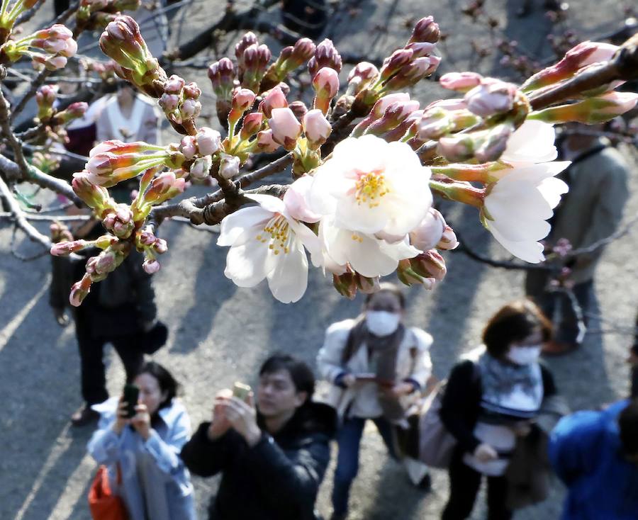 La primavera ha llevado a Tokio y Taiwan con los cerezos en flor, que originan bellas estampas.. 