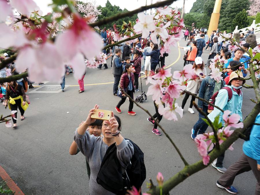 La primavera ha llevado a Tokio y Taiwan con los cerezos en flor, que originan bellas estampas.. 