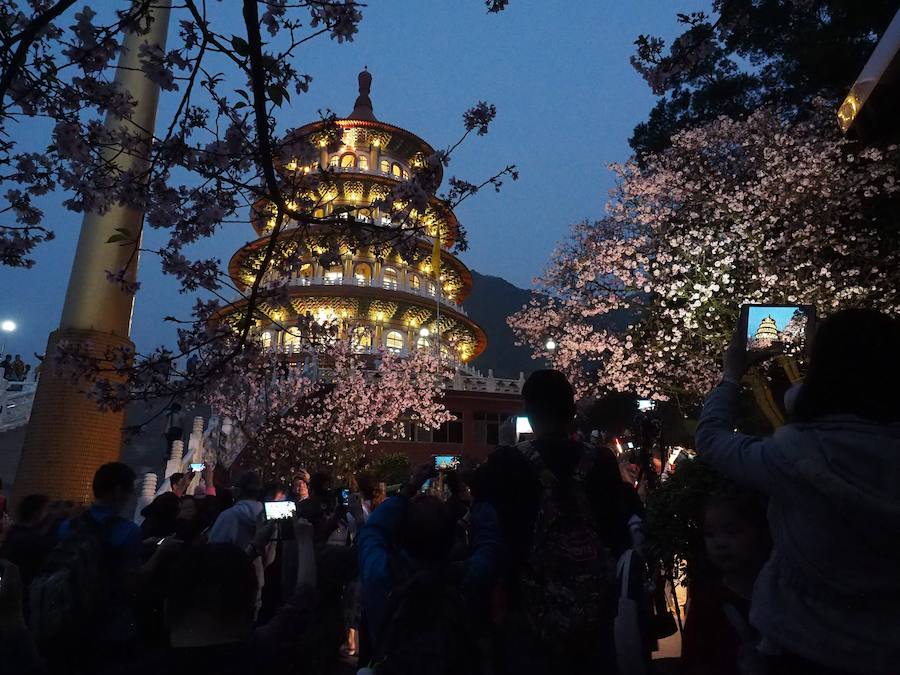 La primavera ha llevado a Tokio y Taiwan con los cerezos en flor, que originan bellas estampas.. 