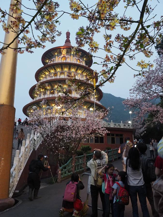 La primavera ha llevado a Tokio y Taiwan con los cerezos en flor, que originan bellas estampas.. 