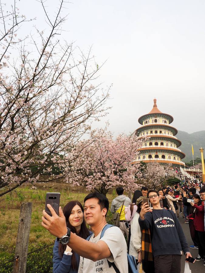 La primavera ha llevado a Tokio y Taiwan con los cerezos en flor, que originan bellas estampas.. 