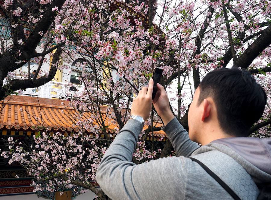La primavera ha llevado a Tokio y Taiwan con los cerezos en flor, que originan bellas estampas.. 