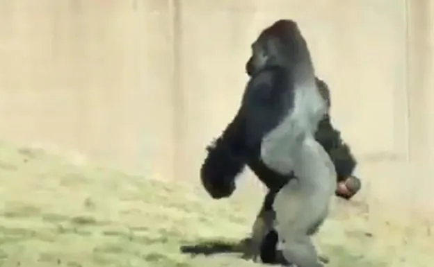 El gorila que camina como un humano para no ensuciarse las manos