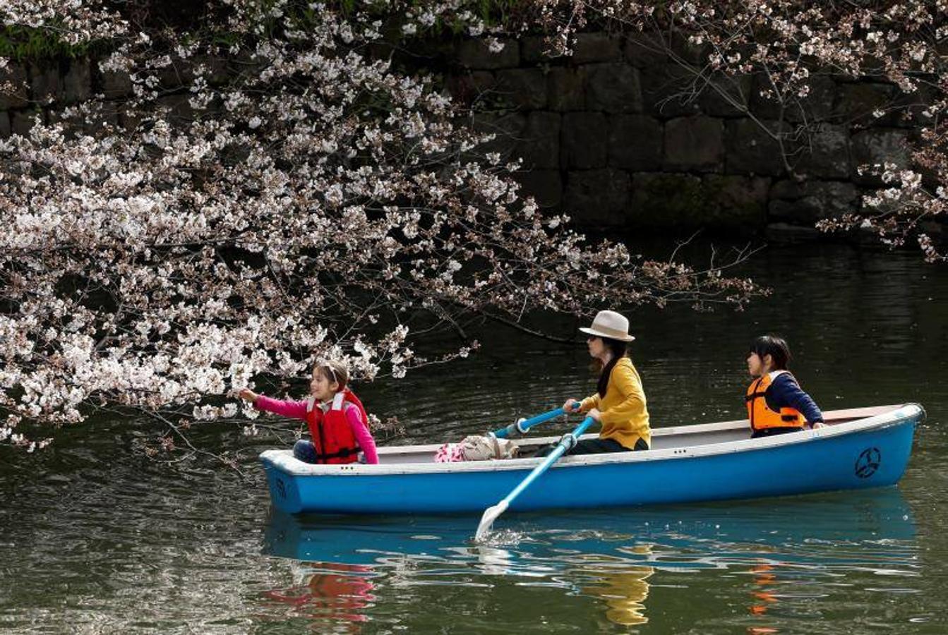 Las altas temperaturas, con 4,4 grados más de media, que están sufriendo en Tokio han hecho que la floración de los cerezos de adelante.