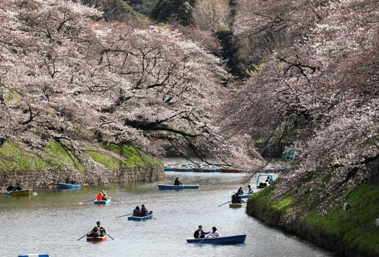 Las altas temperaturas, con 4,4 grados más de media, que están sufriendo en Tokio han hecho que la floración de los cerezos de adelante.