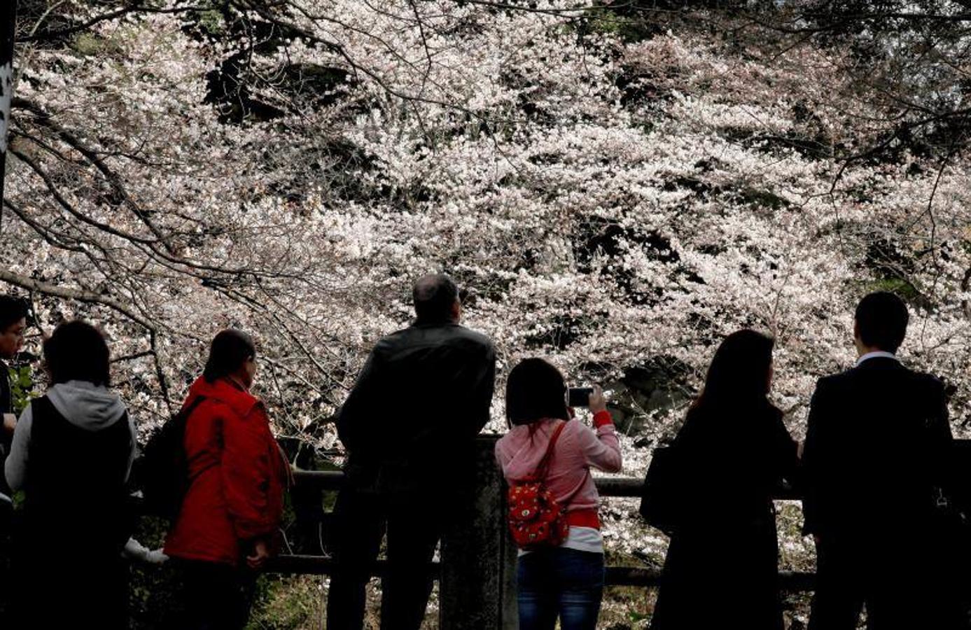 Las altas temperaturas, con 4,4 grados más de media, que están sufriendo en Tokio han hecho que la floración de los cerezos de adelante.