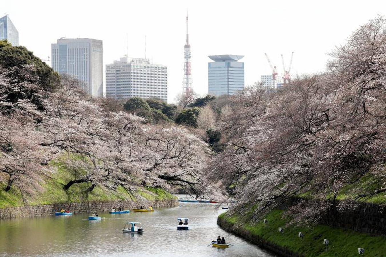 Las altas temperaturas, con 4,4 grados más de media, que están sufriendo en Tokio han hecho que la floración de los cerezos de adelante.