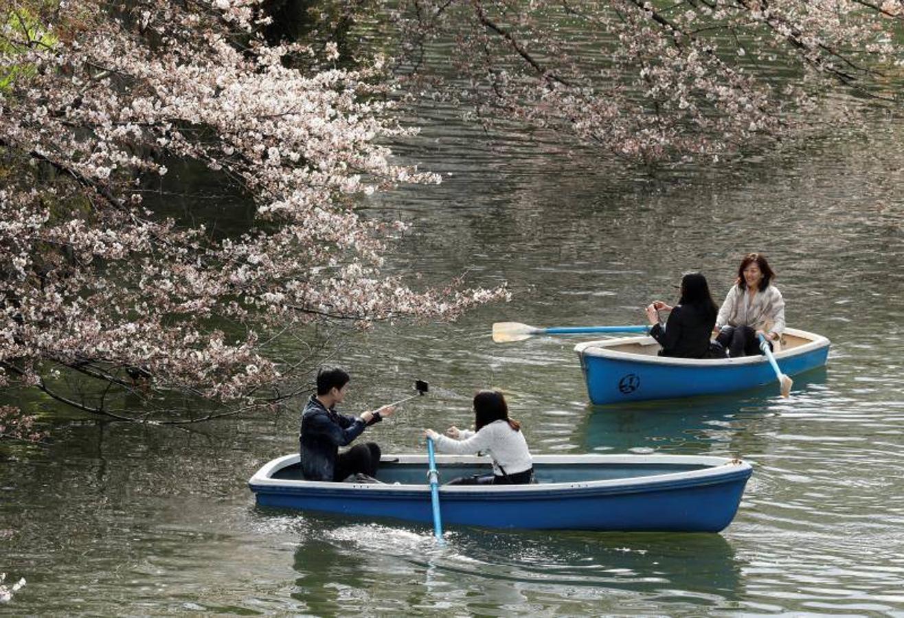 Las altas temperaturas, con 4,4 grados más de media, que están sufriendo en Tokio han hecho que la floración de los cerezos de adelante.