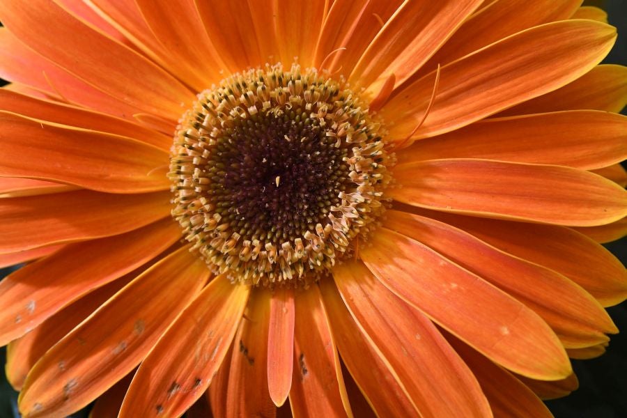 Segura ha celebrado su tradicional Feria de Flores y Plantas, y han sido muchos los vecinos de la localidad que se han acercado a la cita primaveral.
